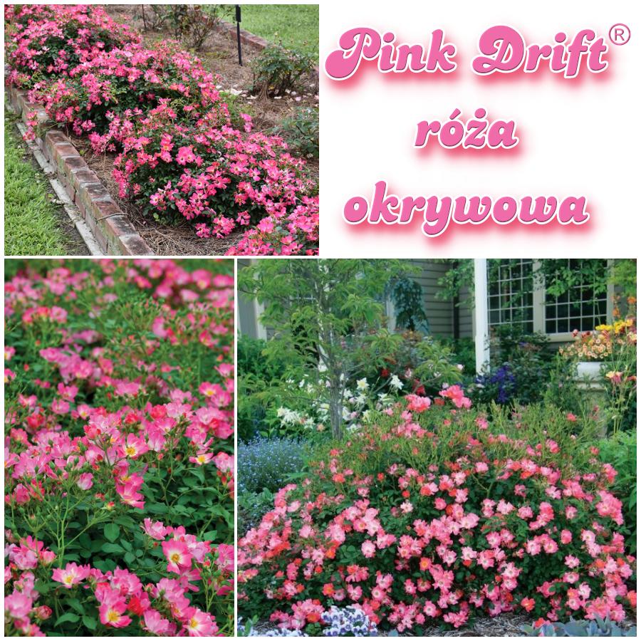 Pink Drift róże okrywowe